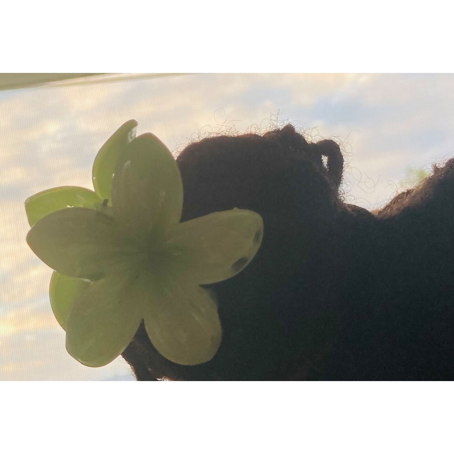 Hawaiian Hibiscus flower Hair claw clips