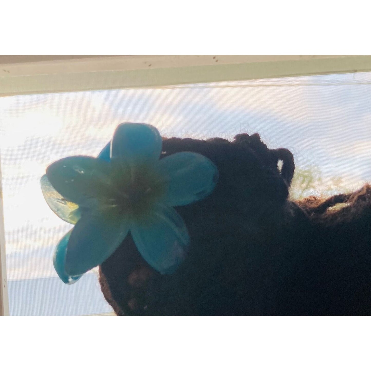 Hawaiian Hibiscus flower Hair claw clips